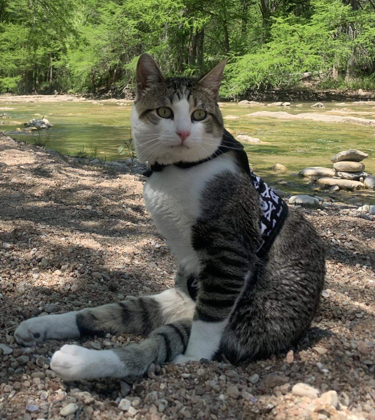 Lieutenant Dan, a six-year-old tuxedo tabby from Fort Worth, relaxes on a riverbank during an outdoor stroll.
