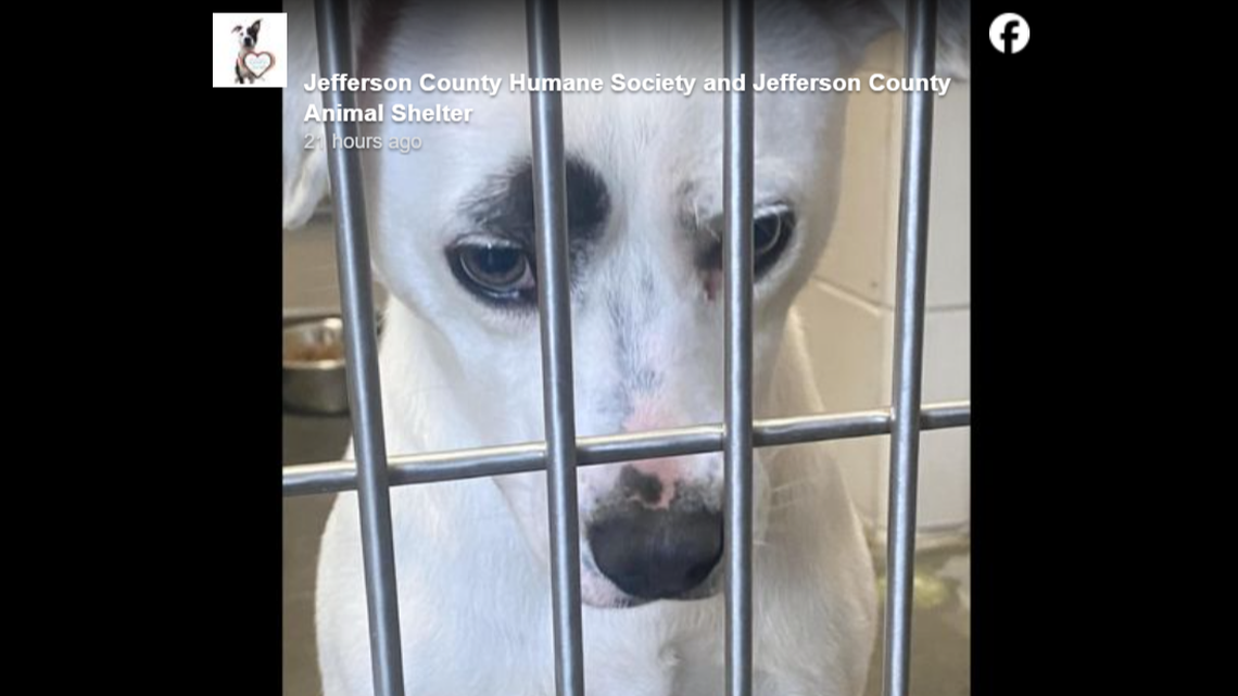 Cora, a shelter staff favorite, wants to be loved for her boundless energy.