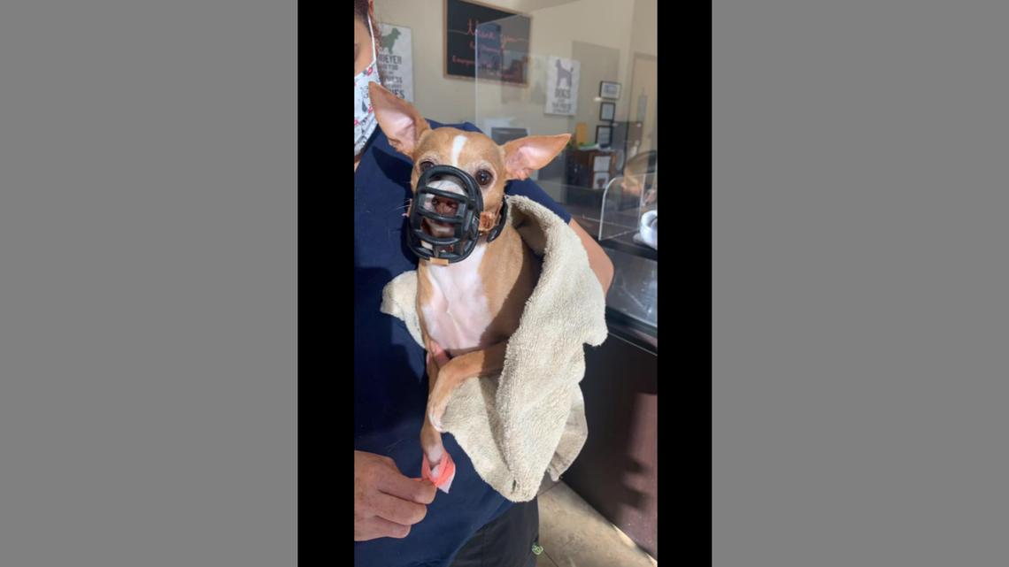 A chihuahua named Mimi survived an attack by a coyote in Cibolo, Texas.