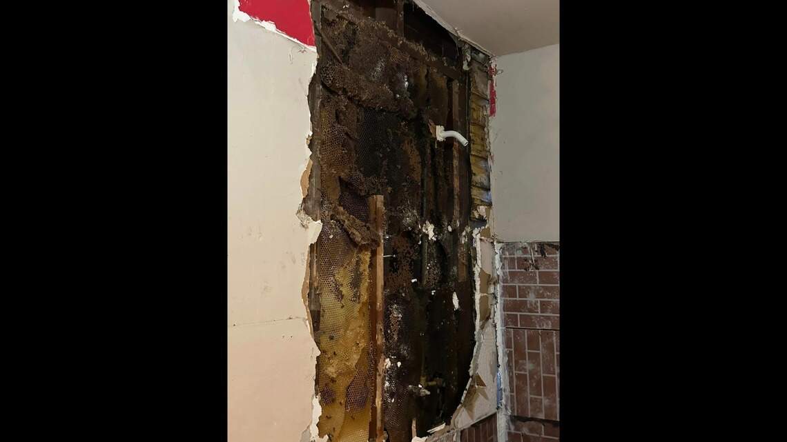 2 habitantes y 4 bomberos atacados por enjambres de abejas en una plaga doméstica en el norte de Texas