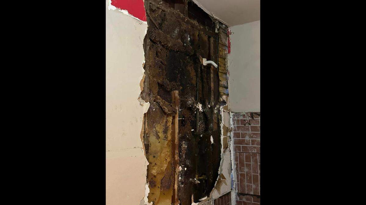 Dos personas y cuatro bomberos del Cuerpo de Bomberos Voluntarios de Grandview fueron atacados en una casa infestada por abejas, el jueves 13 de abril de 2023.