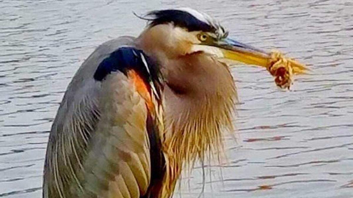 A blue heron in Colleyville has gotten a plastic bag wrapped around its beak.