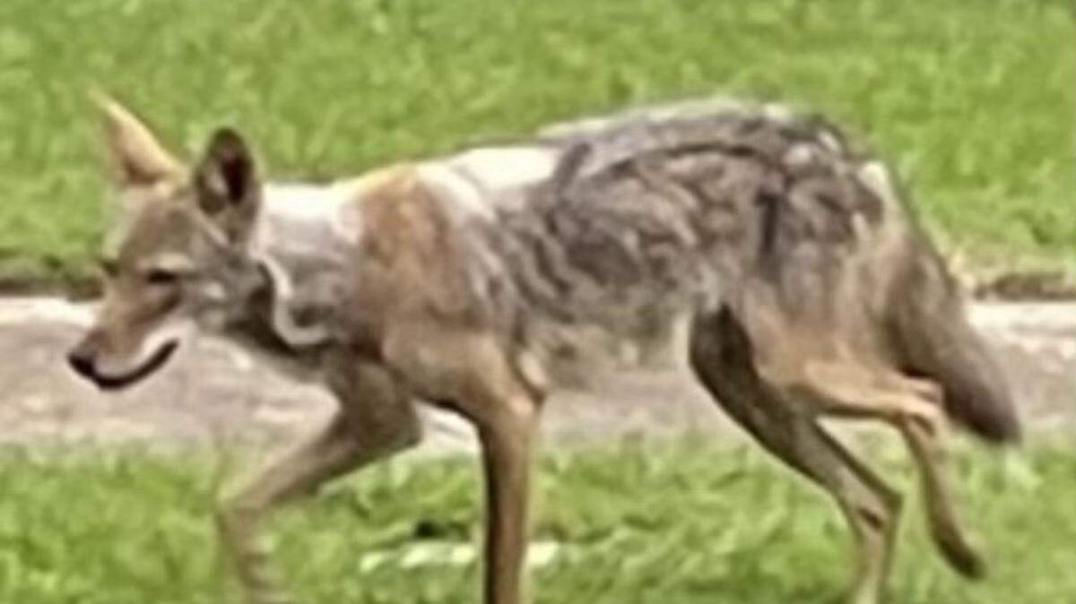 This coyote in Dallas attacked a 2-year-old child Tuesday morning.