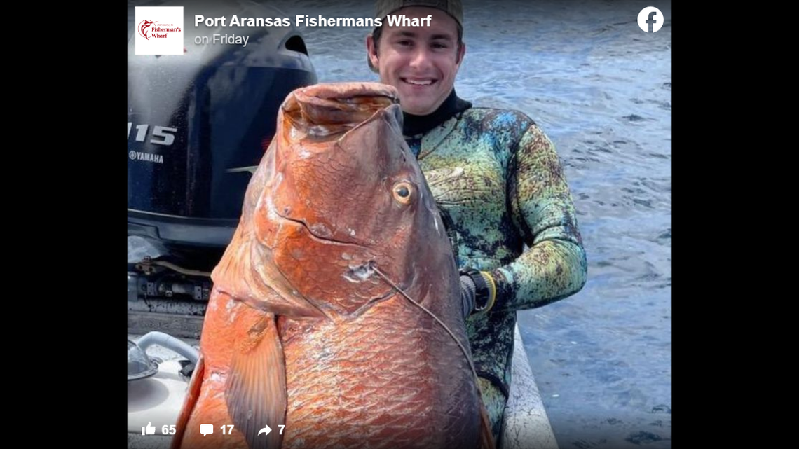A spear fisherman caught a massive cubera snapper in the Texas Gulf, photos show. It could be a new record.