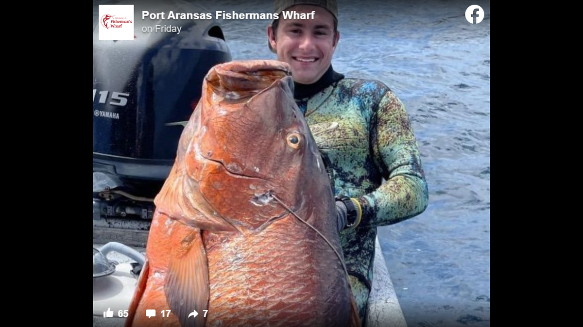 A spear fisherman caught a massive cubera snapper in the Texas Gulf, photos show. It could be a new record.