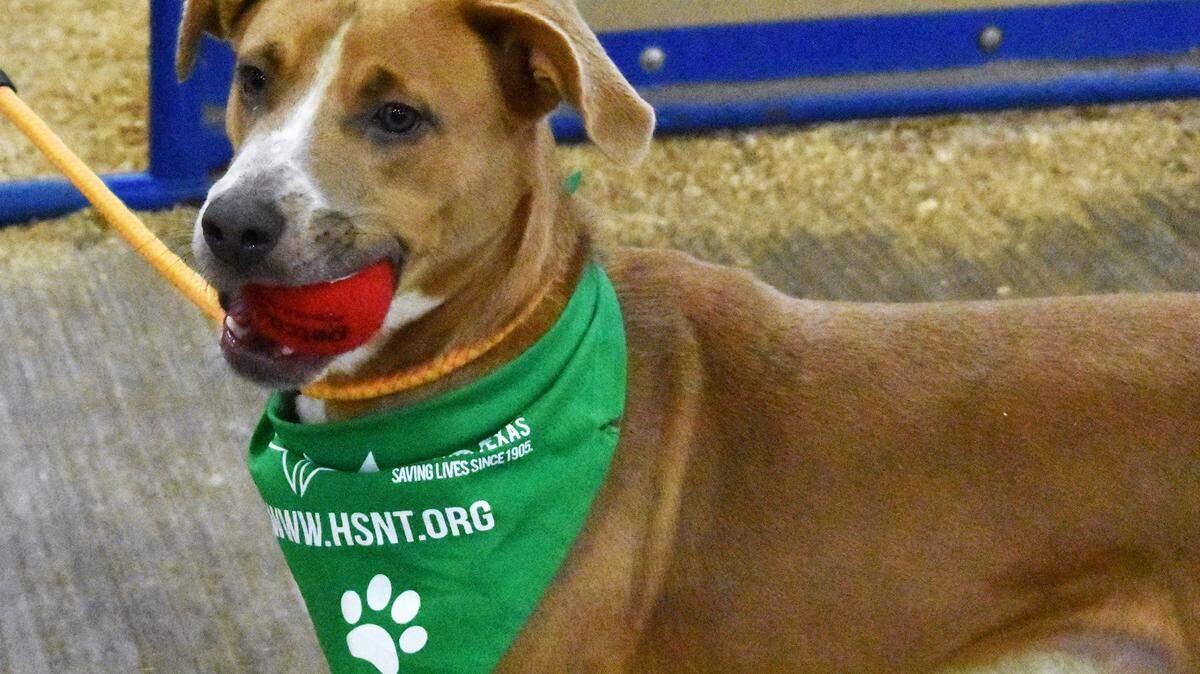 An outbreak of canine influenza virus is infecting most dogs at the Chuck and Brenda Silcox Animal Care and Adoption Center, Fort Worth city officials said Wednesday.