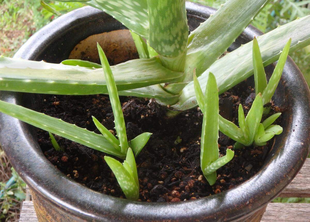 Aloe vera pups sprouting up from mother plant.