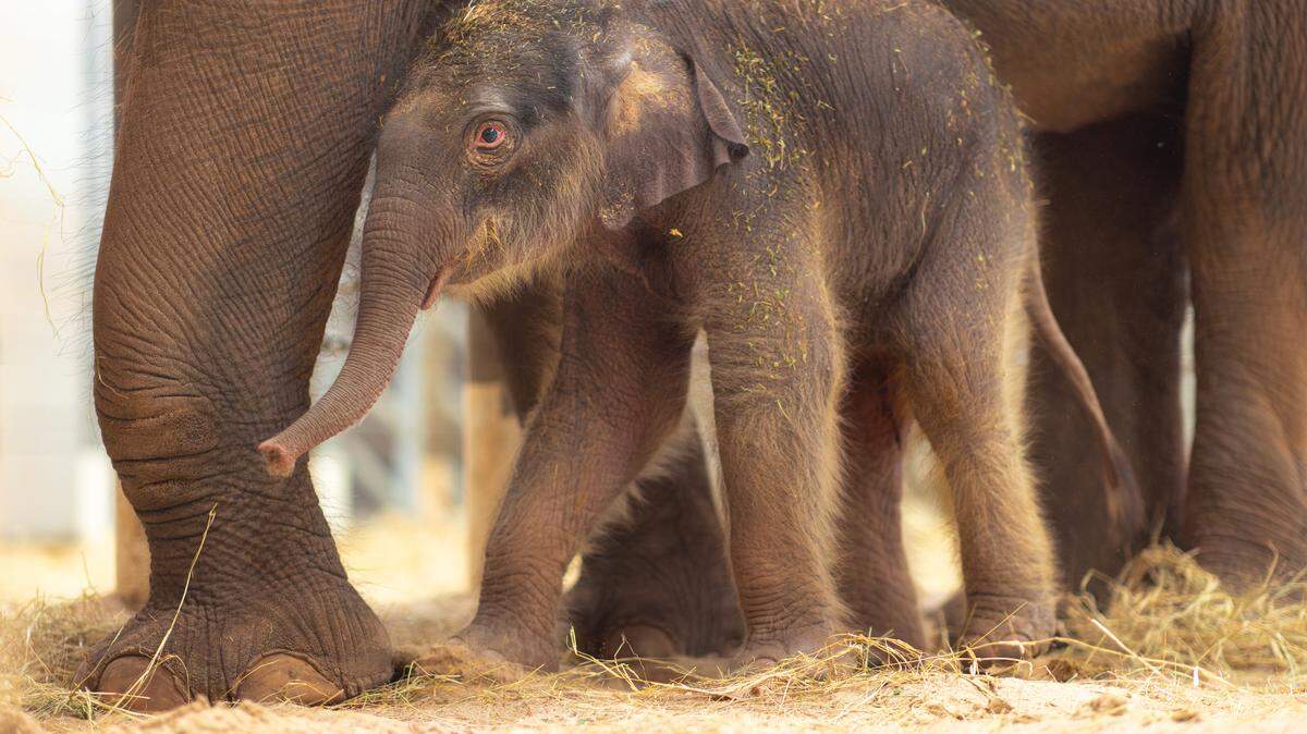 Sam Houston was born at the Fort Worth Zoo on April 1, 2026. Visitors can see him at Elephant Springs between 11 a.m. and 2 p.m. daily.