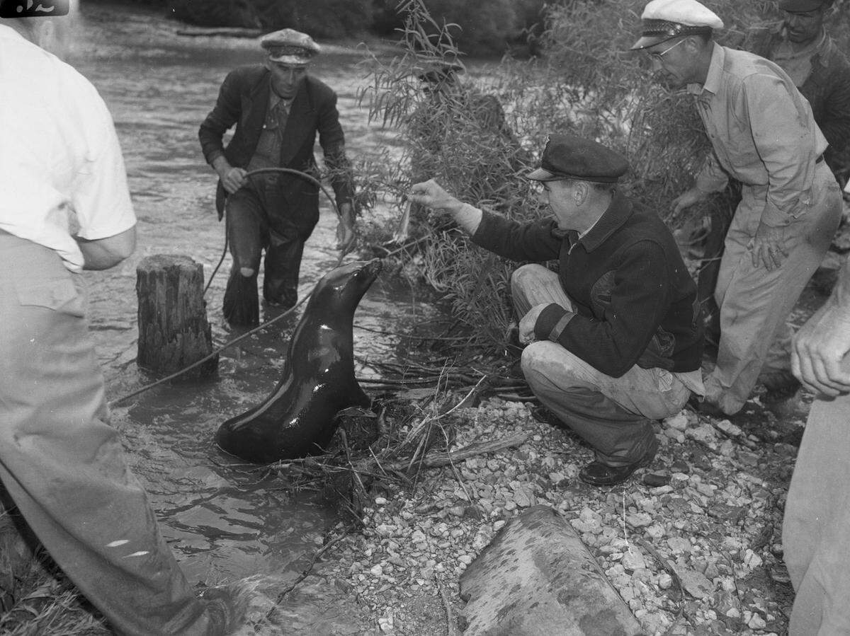 May 11, 1946: Forest Park’s fugitive sea lion, who escaped from his pool, gave local zoo and park board men the chance they had been waiting for to go seal hunting. J.E. Smith (left) and Clyde Smith (right) try to coax the fish-eater to the shore with bait.