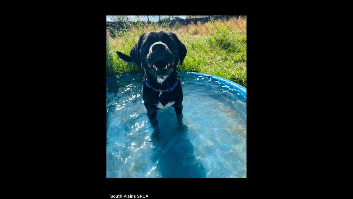 Sweet Mikah is ready for a permanent home.