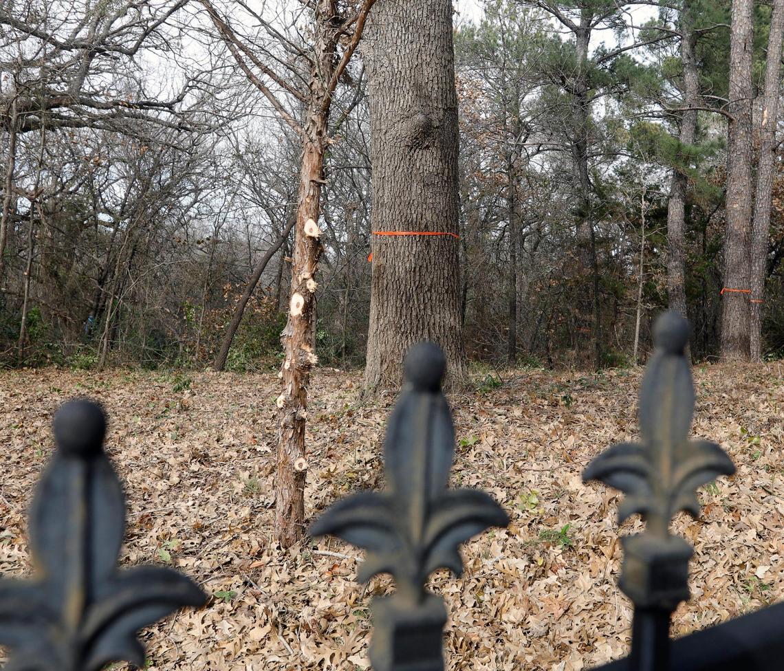 Even smaller trees had the lower limbs removed for a planned development near Ross Downs Estates in Colleyville, Texas, Wednesday, Feb. 15, 2023. A developer wants to put 19 to 21 homes on the acreage. (Special to the Star-Telegram Bob Booth)