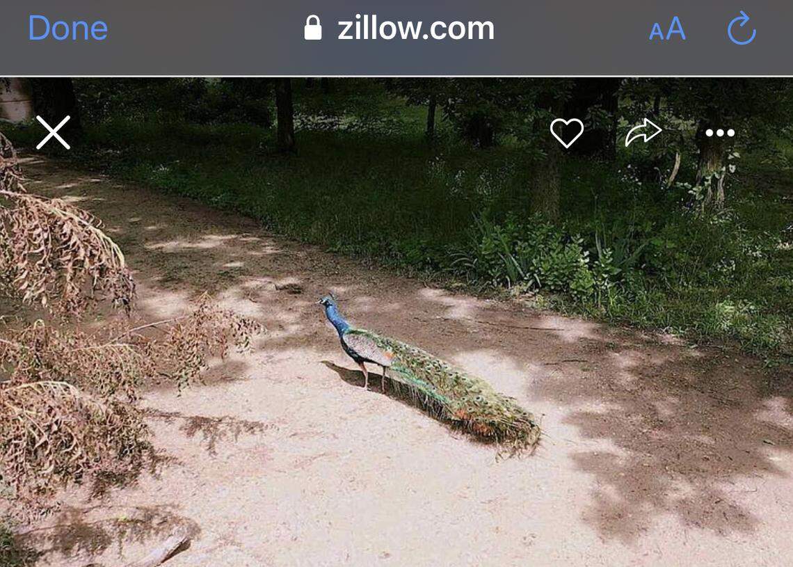 Peacock on the property