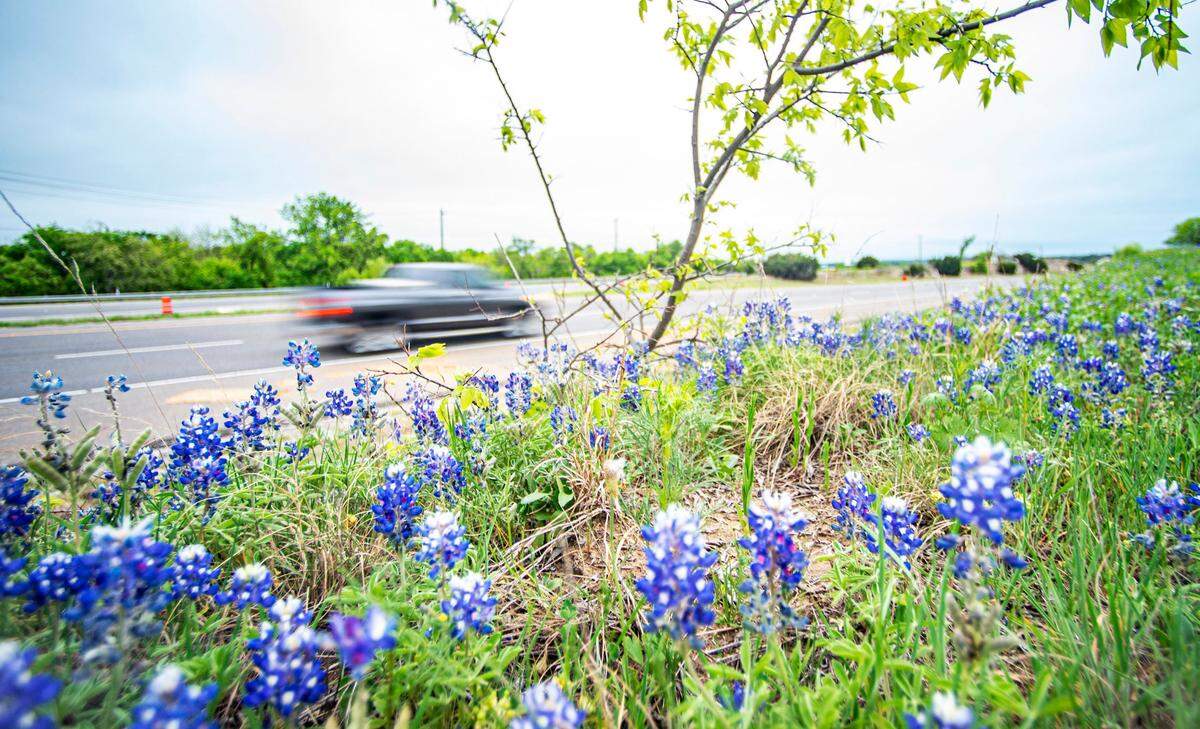 Bluebonnets grow in the wild all over Texas, but the state seeds bluebonnets along highways, which helps reduce maintenance costs because native wildflower species need less mowing and care.