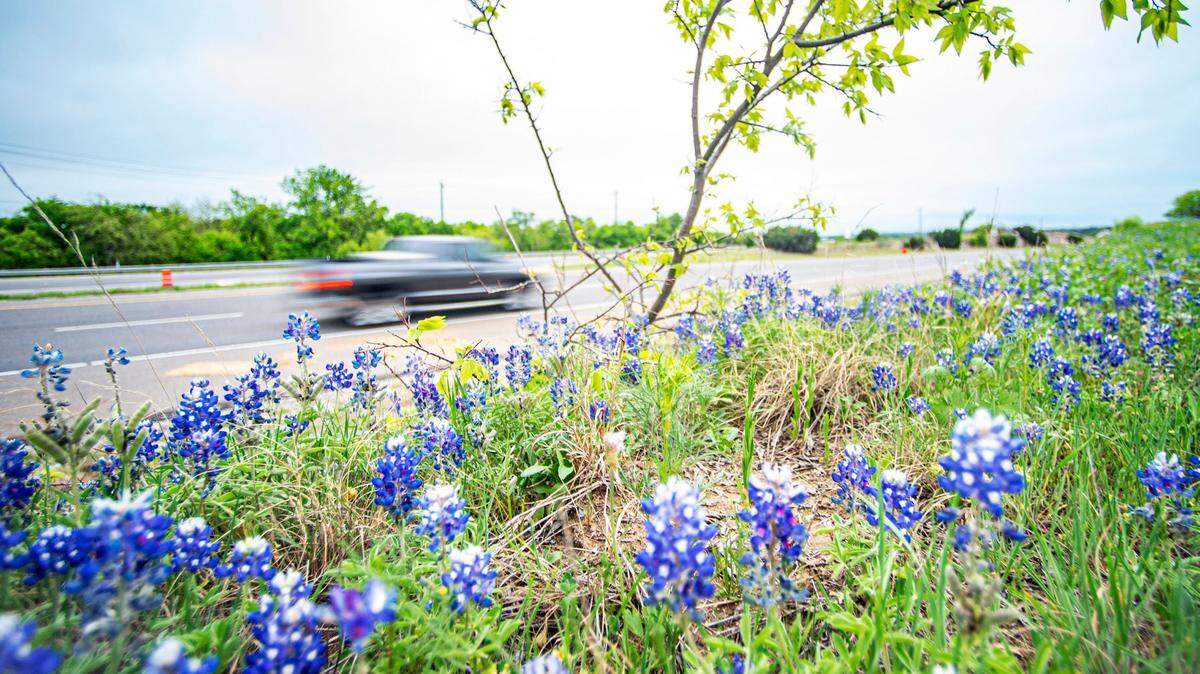 Bluebonnets grow in the wild all over Texas, but the state seeds bluebonnets along highways which helps reduce maintenance costs because native wildflower species need less mowing and care.