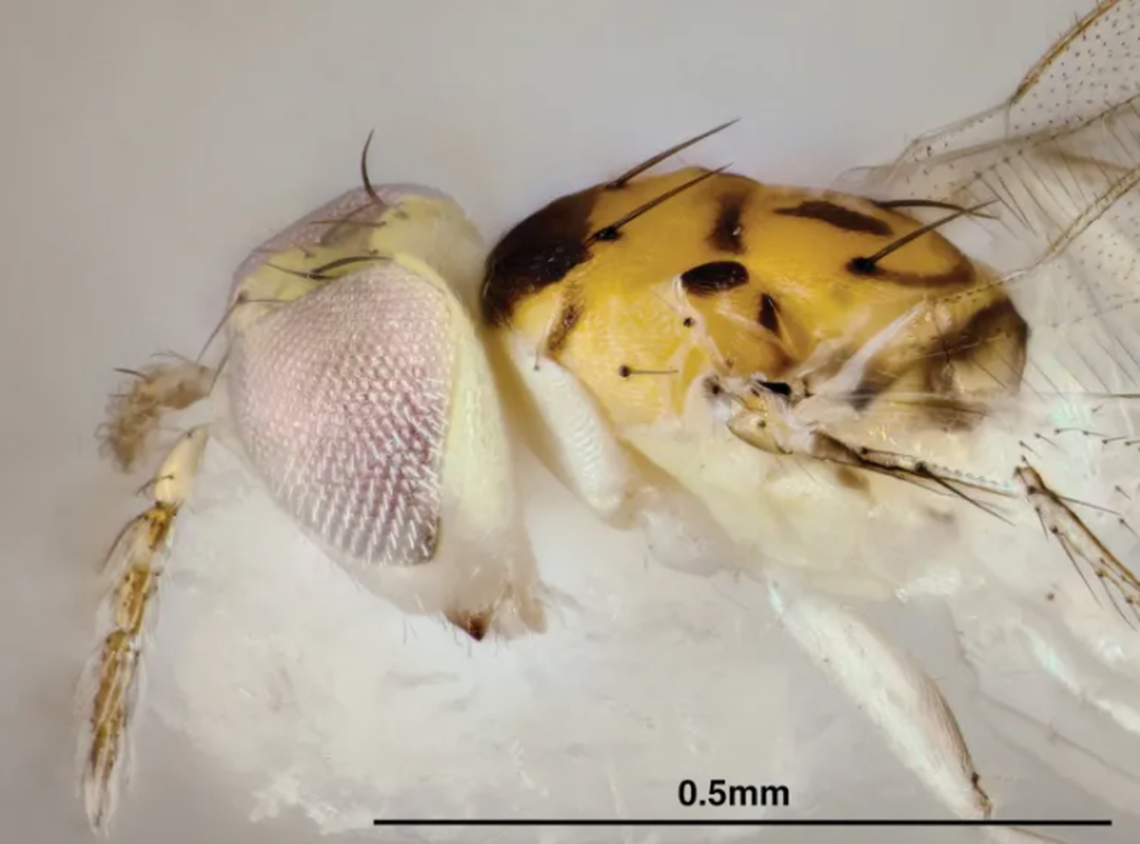 The wasp is about 1 millimeter long.