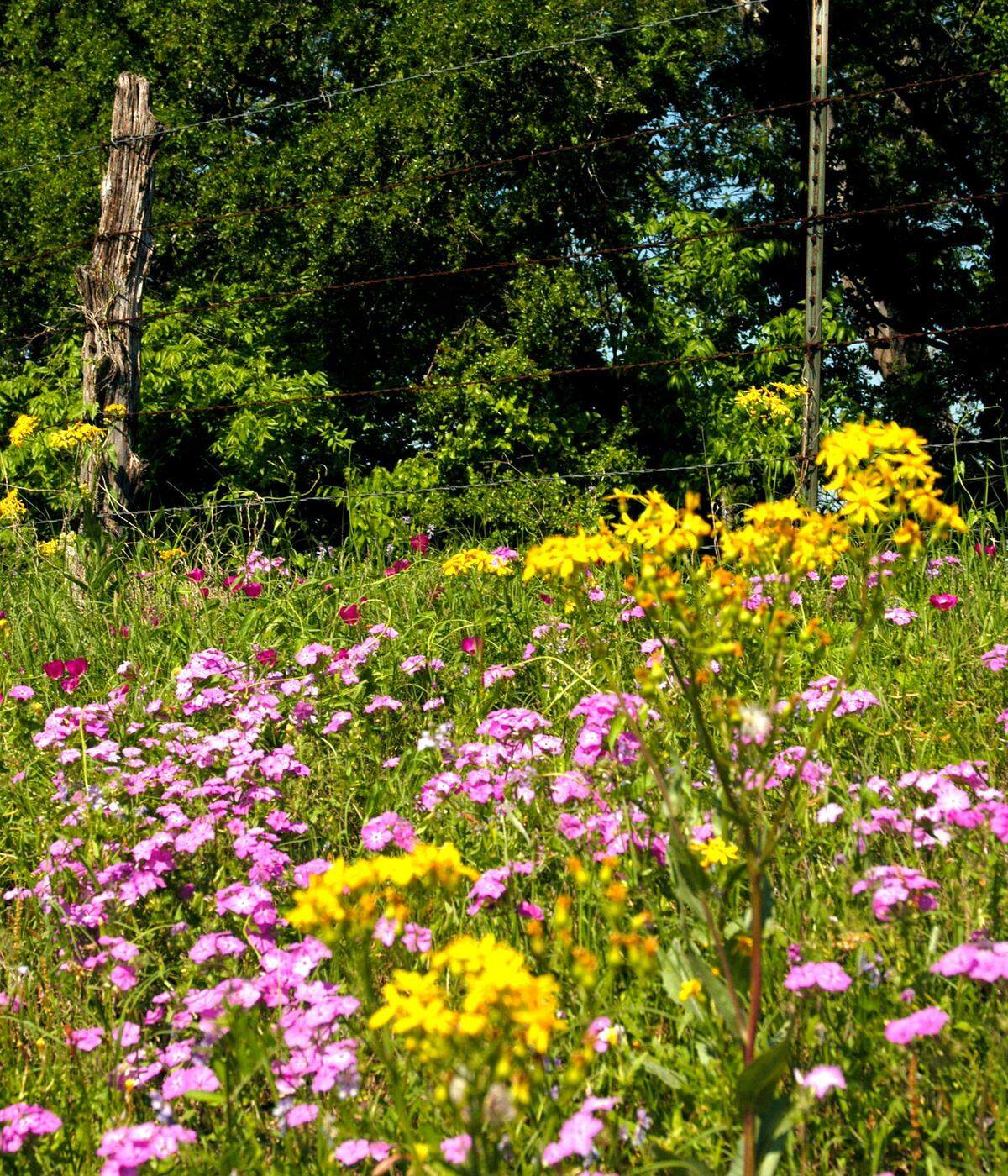 Drummond Phlox (purple) and Huisache Daisy are some of the spring wildflower species in Texas.