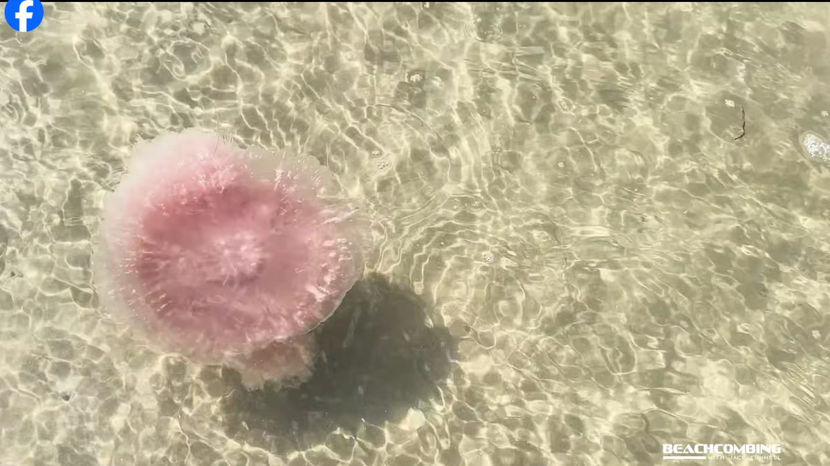 Introducing the pink meanie