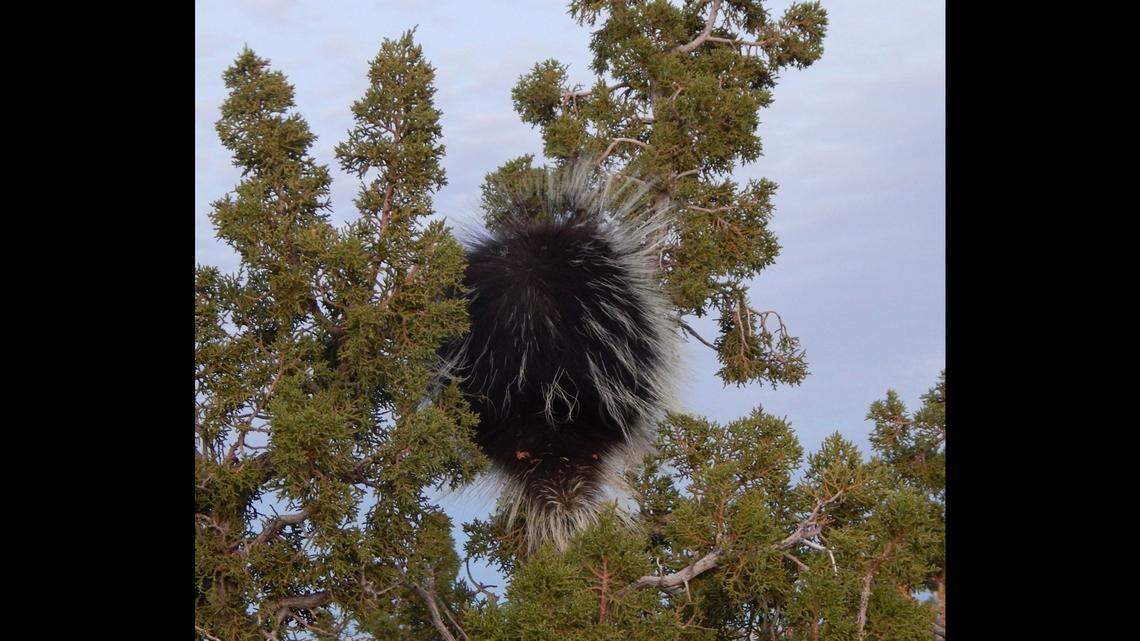 What the heck is this thing hanging in an Arizona tree? It was a porcupine, say rangers at Arizona’s Wupatki National Monument.