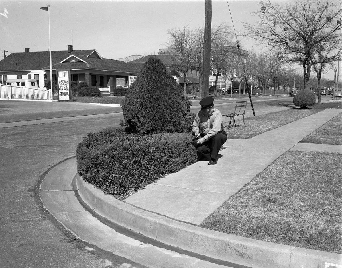 Feb. 19, 1938: Fire Department Lt. P.C. Fontain trims box hedges planted in parkway at intersection of University and Berry streets, near Fire Station No. 21.