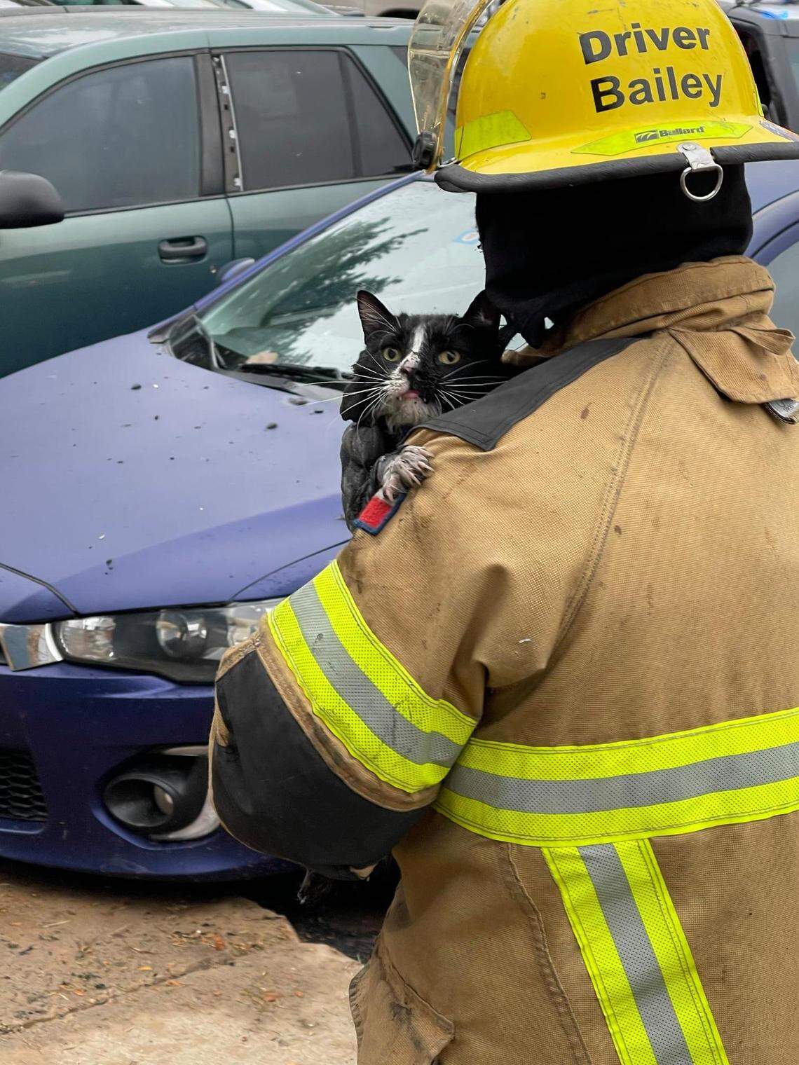 A cat was rescued from a burning apartment complex building fire Nov. 3.