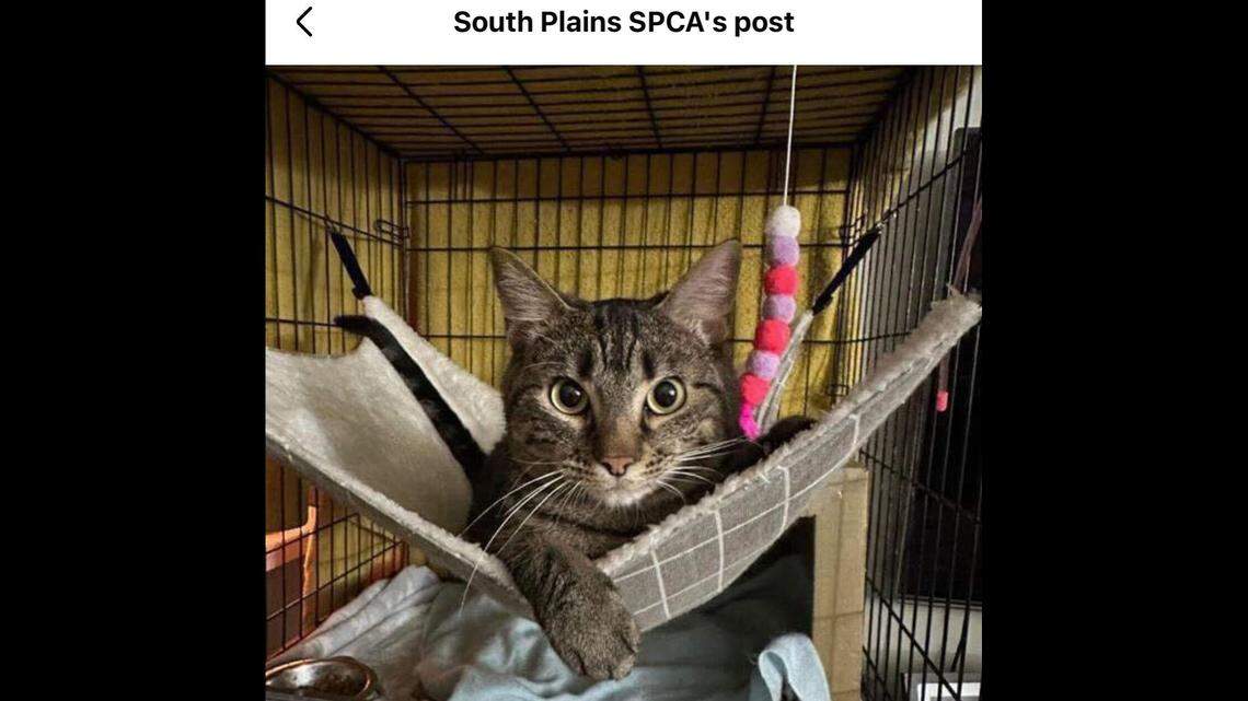 The sweet girl is now back to doing normal cat things — with four fully functioning legs.