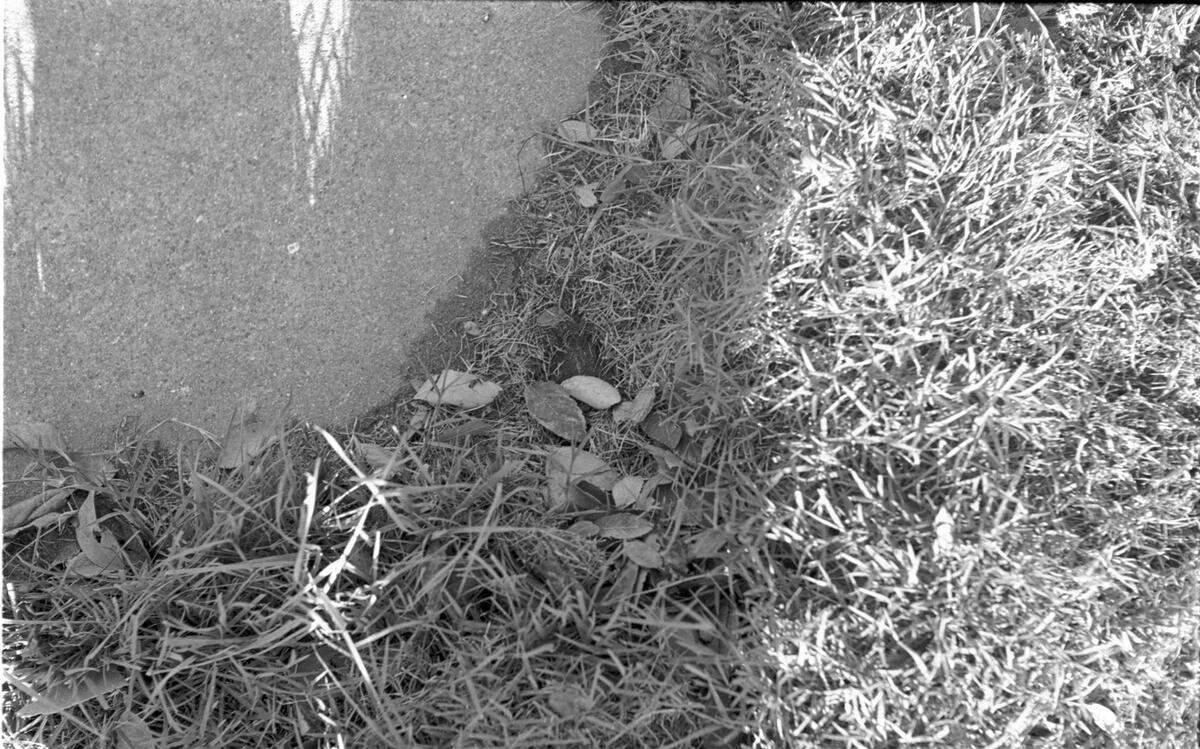Nov. 22, 1963: Bullet fragments found in the grass across Elm Street from the building in which the killer shot President John F. Kennedy in Dealey Plaza, Dallas.