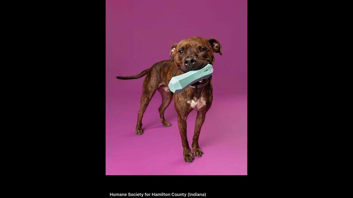 Axel and his emotional support toy.