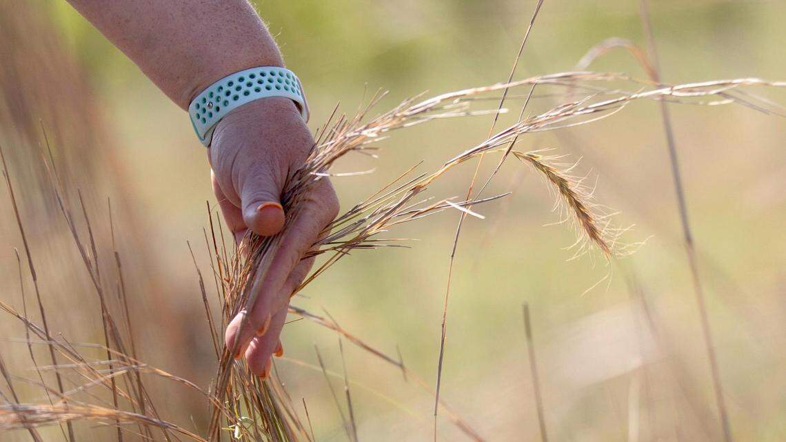 Ranch manager Missy Bonds holds bluestem grass, what she says is the cows’ favorite, at Bonds Ranch on Thursday, June 23, 2022, in Fort Worth, Texas. Bonds said the grass is especially flammable this summer as the city endures a drought.