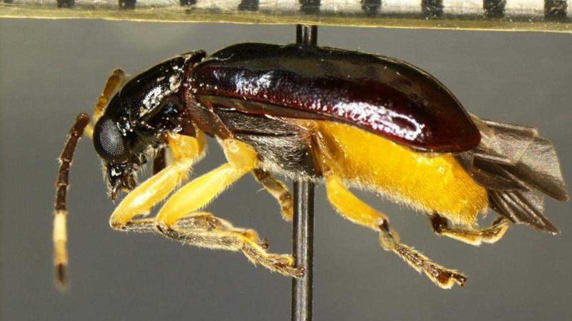 This destructive beetle, identified as Cochabamba sp., was intercepted by agriculture specialists at a Texas port of entry facility, officials said.
