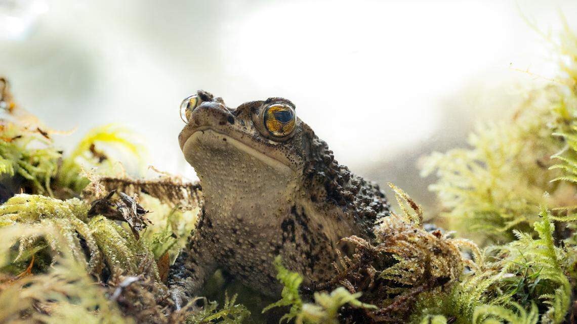 The Fort Worth Zoo has been involved in conservation efforts to preserve the Puerto Rican crested toad since the 1980s. Now this critically endangered species has gotten a boost from Puerto Rican singer and rapper Bad Bunny in his most recent album, which was released in January.