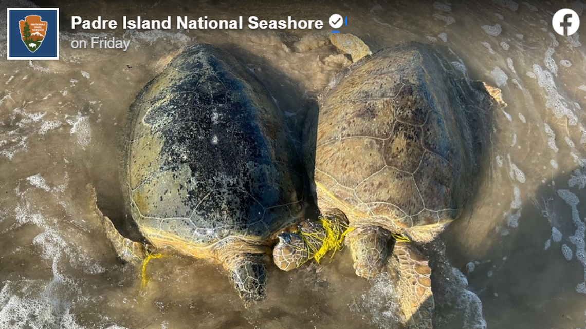 Green sea turtles were found entangled in yellow braided fishing line, officials said.