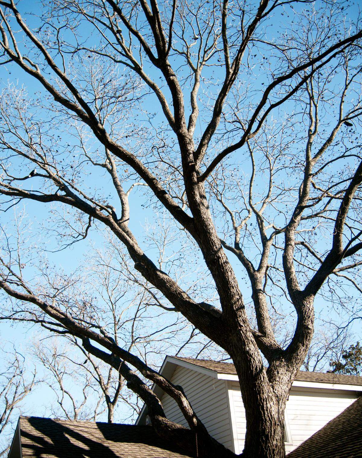 A massive pecan tree over Neil Sperry’s home in the winter.