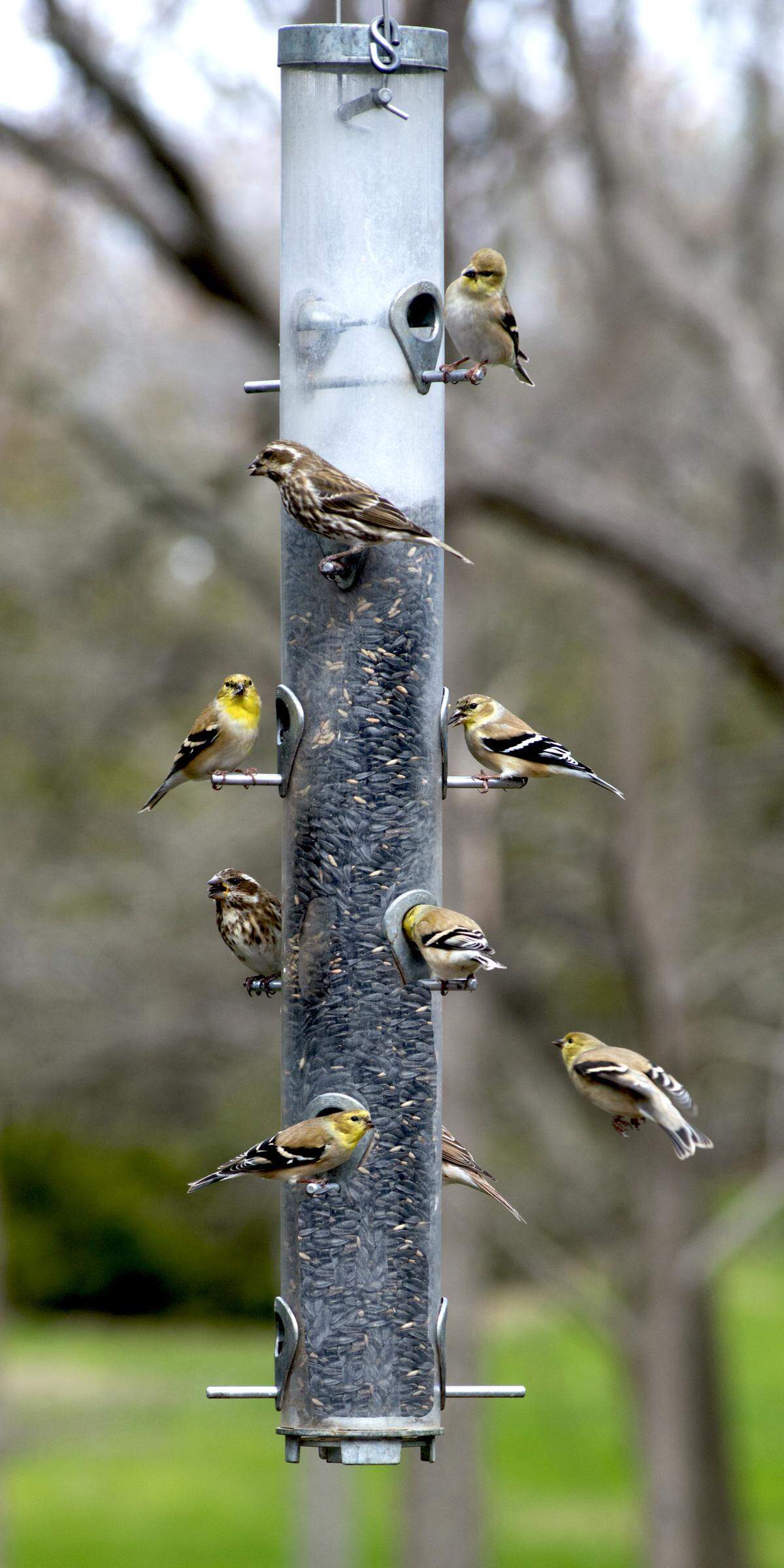 Goldfinches at bird feeders in Texas tell you it’s winter.
