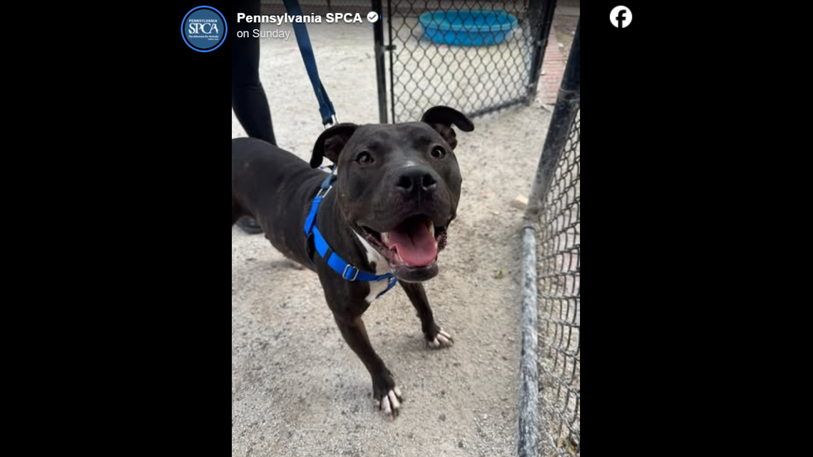 ‘Gentle soul’ pup saved from starving in freezing PA cold. He needs a home