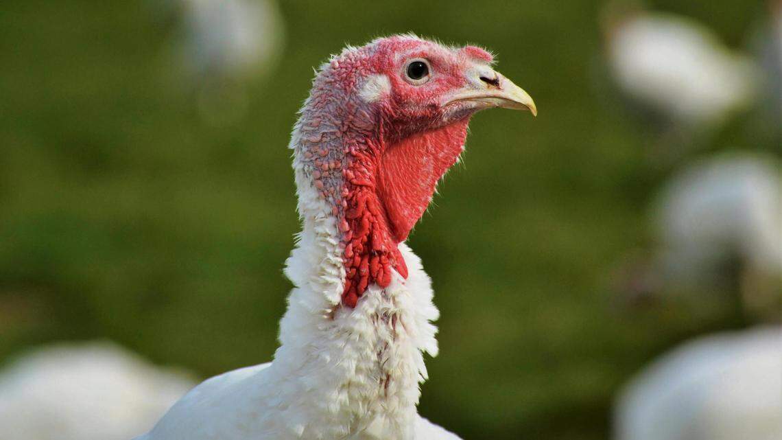 Following a three to four month break from avian influenza, the poultry industry is experiencing again another outbreak that has swept across the U.S. beginning in early October. But this one isn’t expected to disrupt holiday turkey prices as much as last year, according to a new report from Texas A&M AgriLife.