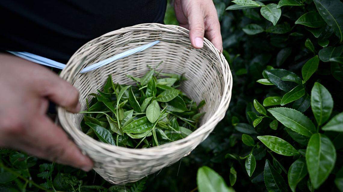 What Really Happens When You Take L-Theanine for Sleep, According to New Research