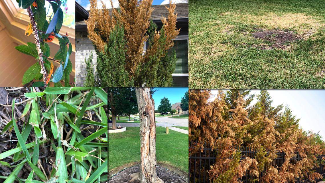 Mastering your North Texas yard: 9 stories with lawncare tips for homeowners