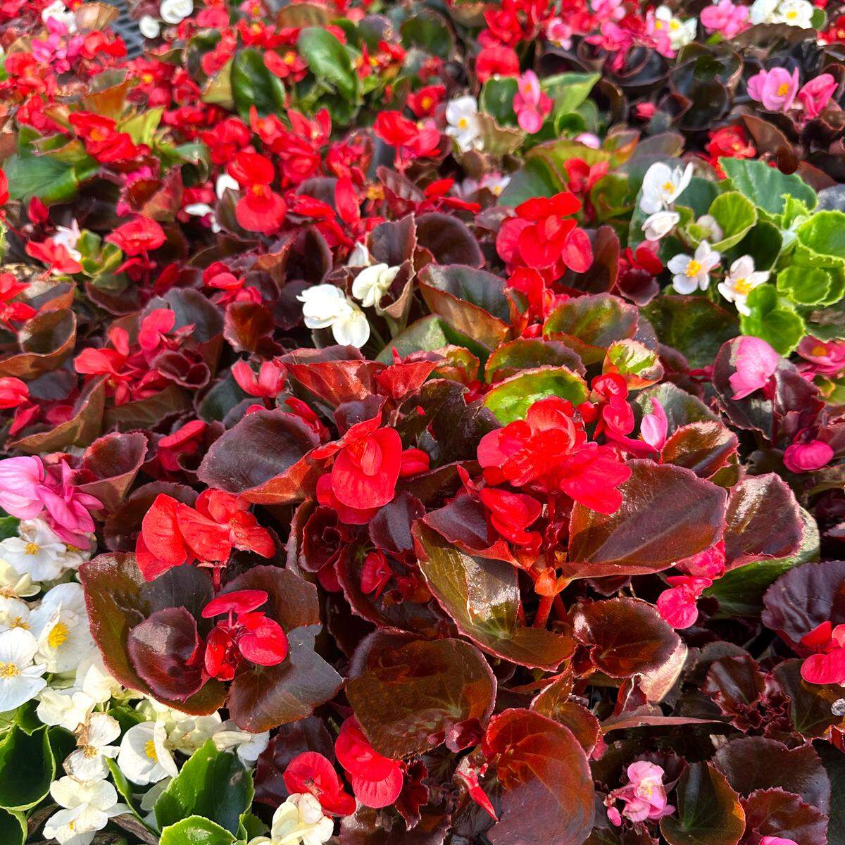 Wax begonias mixed.