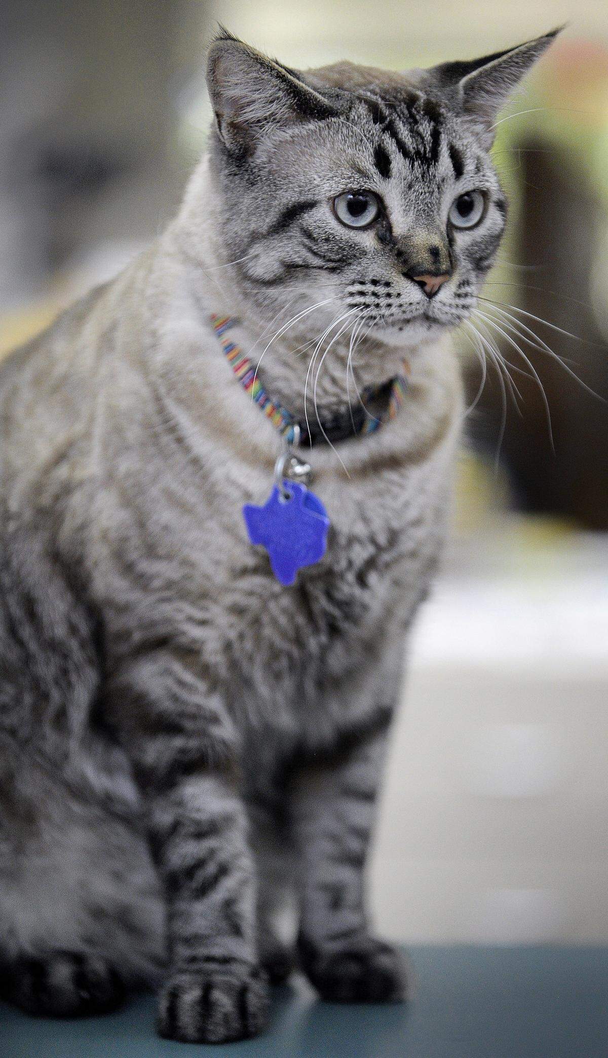 Browser, the White Settlement library's cat in White Settlement, TX, Thursday, June 30, 2016.