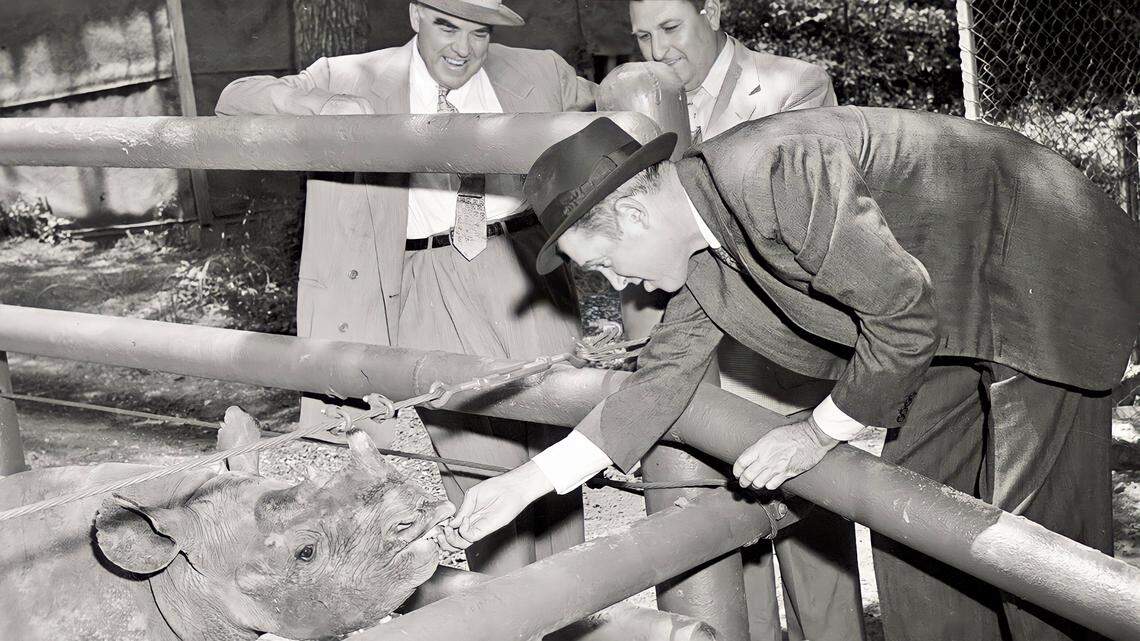 Actor Jimmy Stewart feeds “Marilyn Monroe,” a Fort Worth Zoo baby rhinoceros, as zoo board president F. Kirk Johnson and parks director Ham Hittson look on in May 1953.