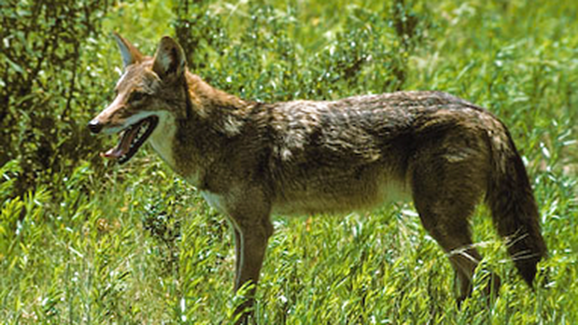 A coyote, not the one pictured, bit a 9-year-old girl outside her home in Texas, her mom said.