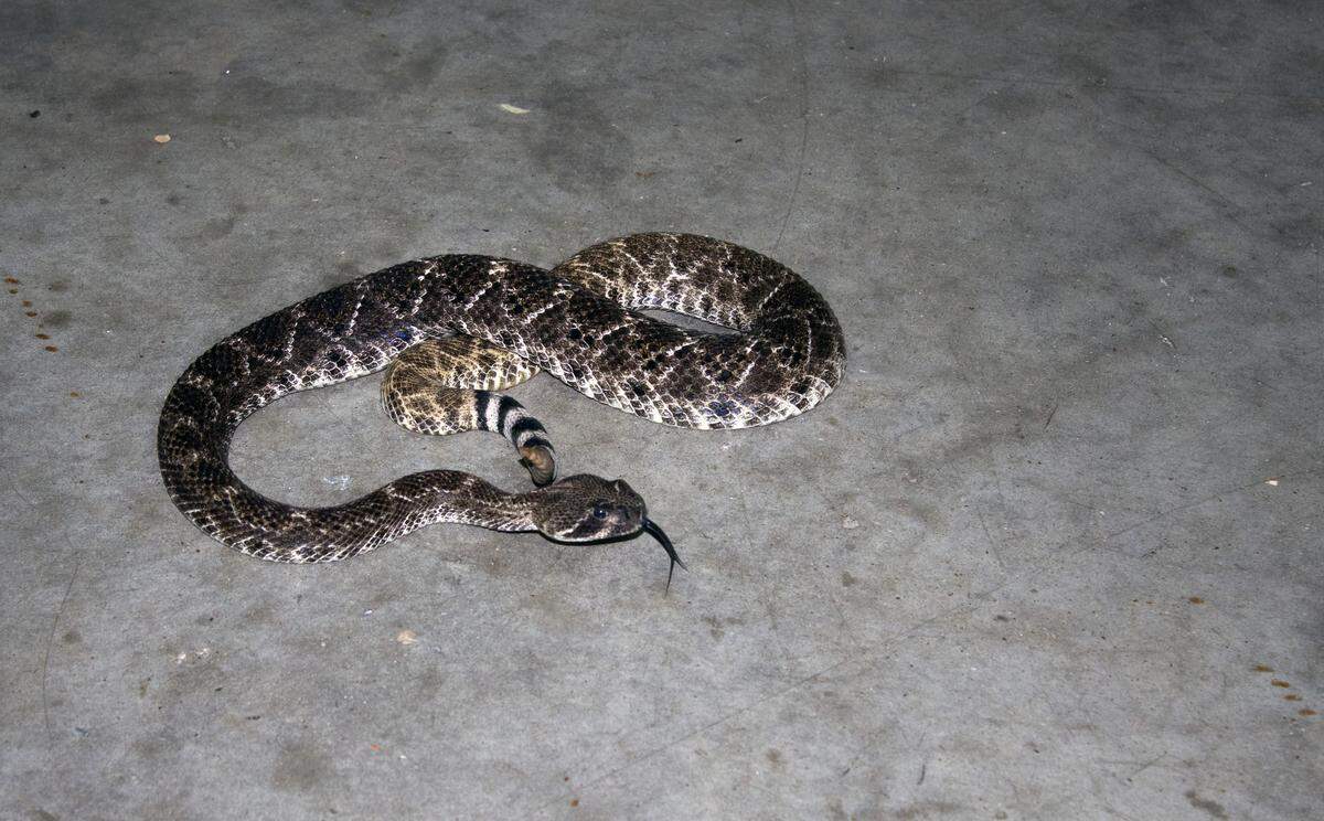Randall Kennedy caught this rattlesnake in Southlake in 2018.