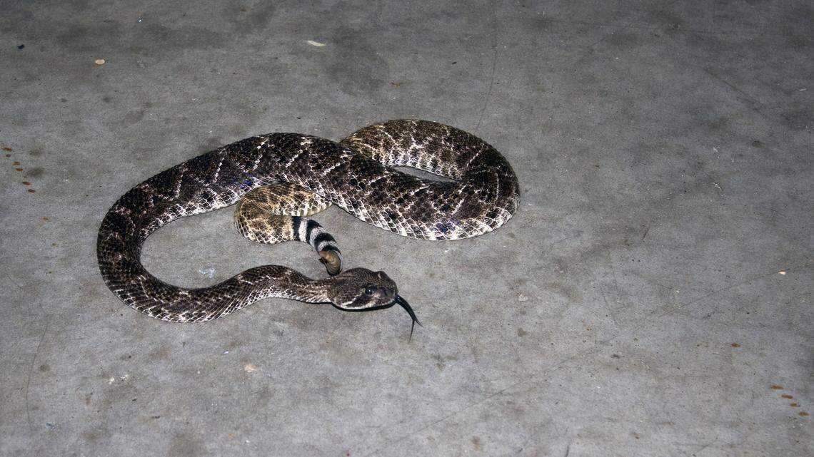 Snakes are on the move, thanks to a wet spring. If you find one, what should you do?