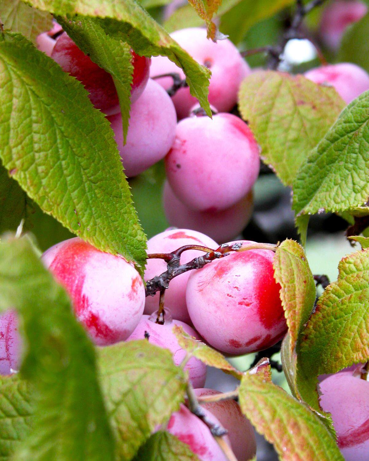 Mexican plum (Prunus mexicana) has fragrant white blooms now, fruit in fall.