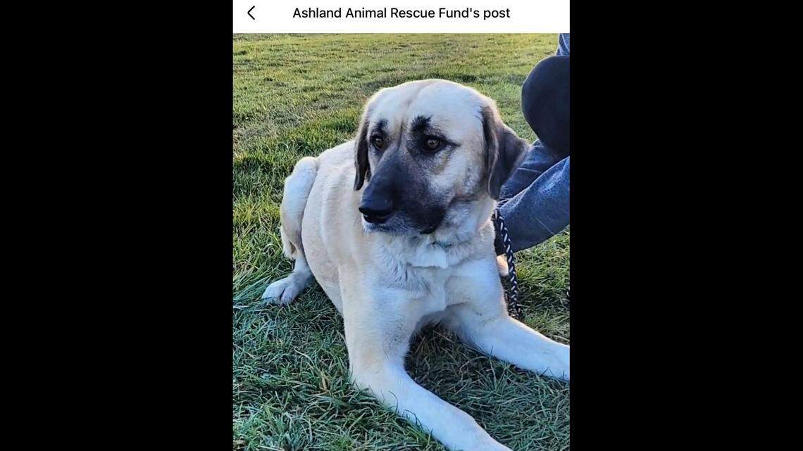 Sweet D.C., lounging around in the grass