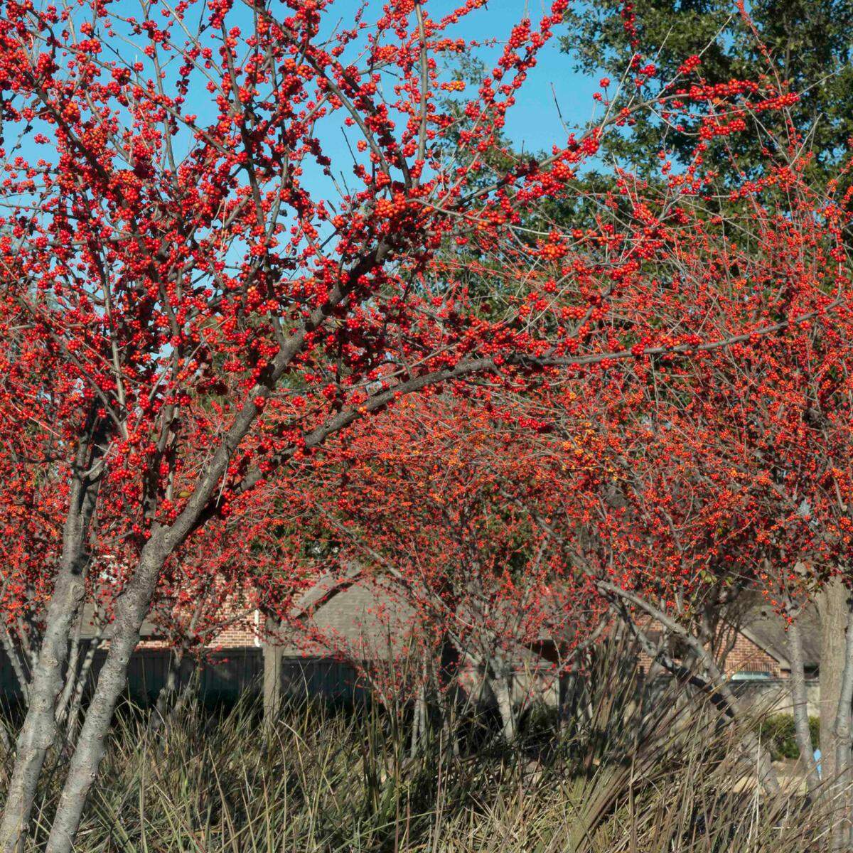 Warren’s Red possumhaw holly in the winter.