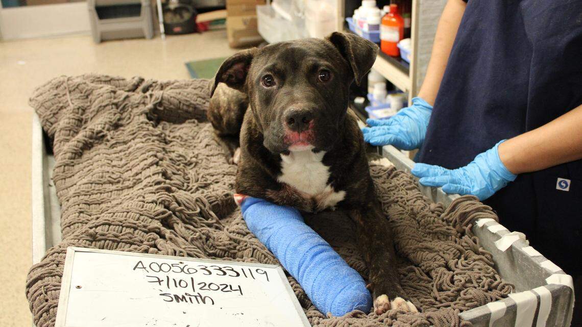 Julian was brought in in dire condition.