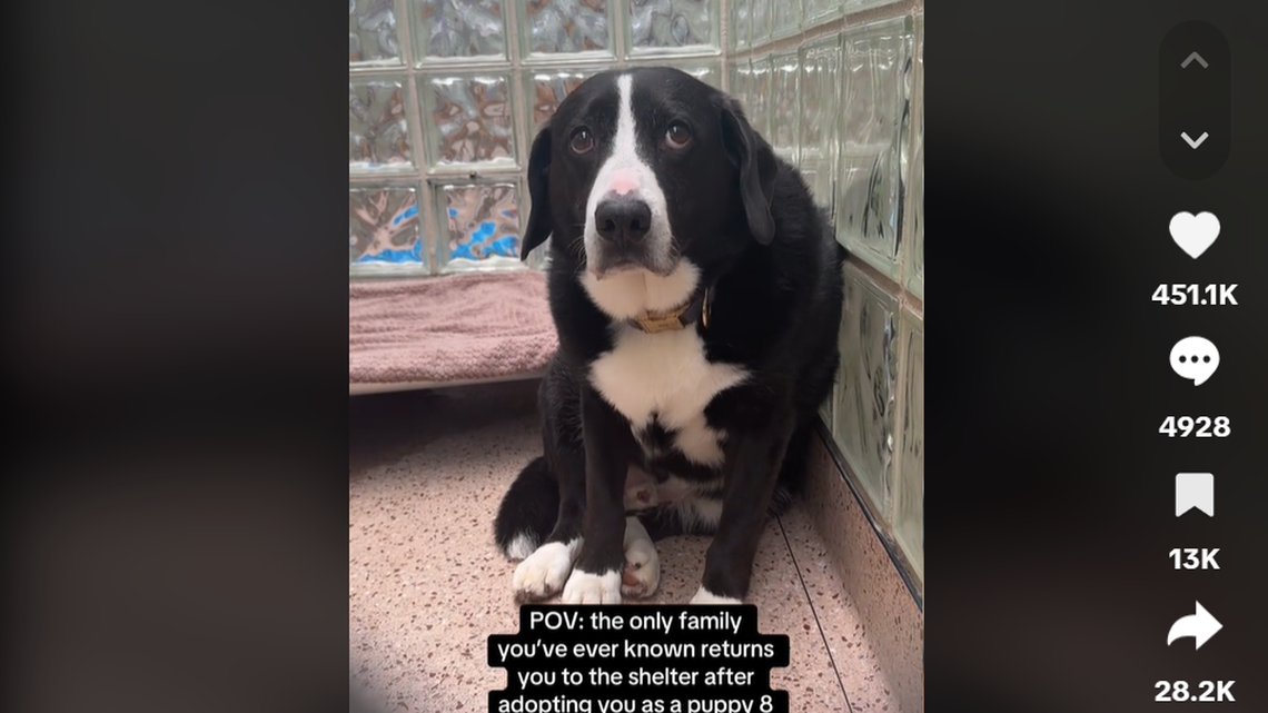 Max sits in the corner of the Pennsylvania shelter, the TikTok shows