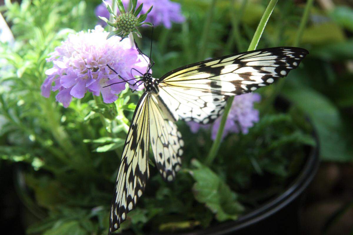 Large tree nymph butterflie rests on flower to pollinate.