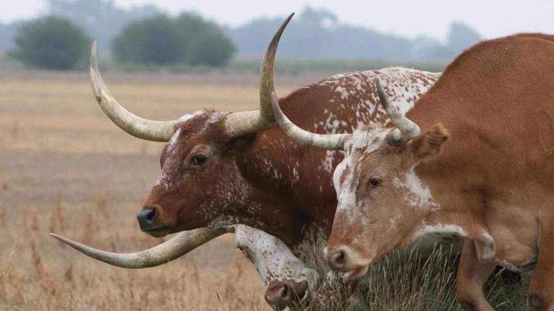 5 Fort Worth company employees indicted in $220 million cattle sale fraud